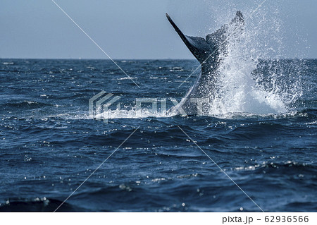 newborn baby calf humpback whale in cabo san lucas 62936566