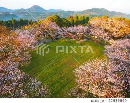 桜咲く朝の城山公園1 伊集院 桜咲く朝の城山公園1 伊集院 62936649