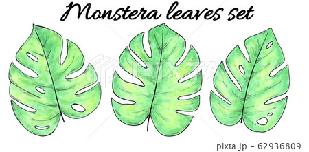 Hand drawn watercolor tropical plants set. Watercolor monstera leaves 62936809
