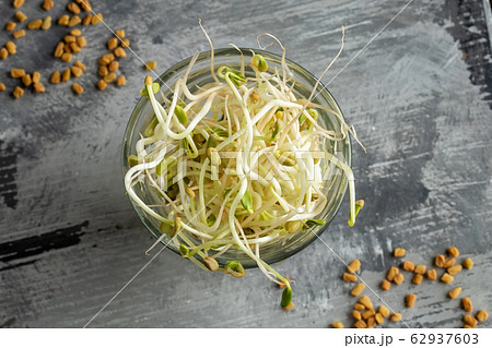 Sprouted fenugreek seeds in a glass Sprouted fenugreek seeds in a glass 62937603