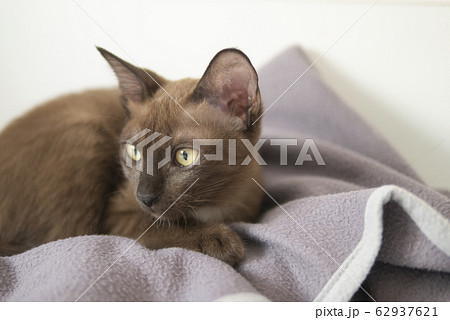 Brown cat relaxing on blanket on bed with curious face in comfortable mood Brown cat relaxing on blanket on bed with curious face in comfortable mood 62937621
