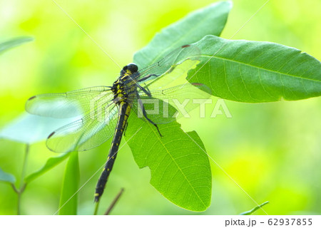 トンボ 62937855