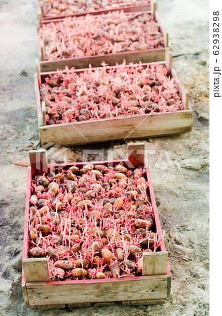 Seed potatoes with sprouts after processing from the Colorado beetle. Preparation for planting potatoes. seasonal work in the field, vegetables, agriculture, farming, close-up 62938298