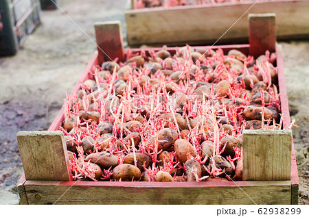 Seed potatoes with sprouts after processing from the Colorado beetle. Preparation for planting potatoes. seasonal work in the field, vegetables, agriculture, farming, close-up Seed potatoes with sprouts after processing from the Colorado beetle. Preparation for planting potatoes. seasonal work in the field, vegetables, agriculture, farming, close-up 62938299