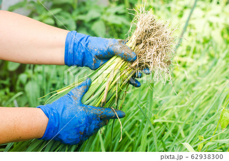 seedlings of leeks are ready for planting in the field. Agriculture, vegetables, organic agricultural products, agro-industry 62938300