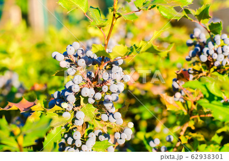 blue berries Mahonia aquifolium (Oregon-grape or Oregon grape) and bush is a species of flowering plant in the family Berberidaceae, native to western North America. natural wallpaper. close-up 62938301