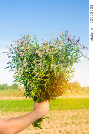 bouquet of fresh fragrant mint in hands and blue sky background. nature wallpaper. flowering mint. 62938302