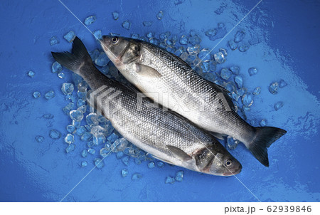 Seabass fish on ice on blue color background, top view 62939846