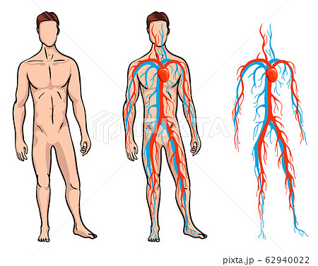 Male circulatory system. Vector illustration of blood circulation in human body. Human arterial and venous circulatory system 62940022