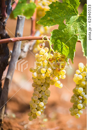 Sweet and tasty white grape bunch, from the vineyard in Manduria in a summer sunny day 62940533
