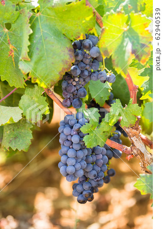 Branch of the Primitivo di Manduria grape, Salento, Puglia, Italy 62940539