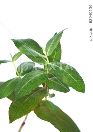 ユーカリグロブルス ユーカリグロブルス 62940556