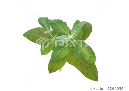 ユーカリグロブルス 62940564