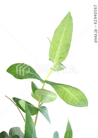 ユーカリグロブルス 62940567