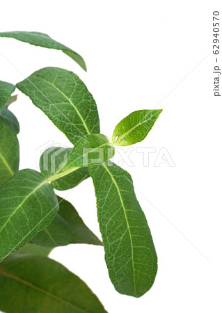 ユーカリグロブルス 62940570