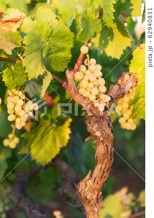 white grapes on a bright sunny day in a vineyard in Salento, Apulia, Italy, space for text 62940831