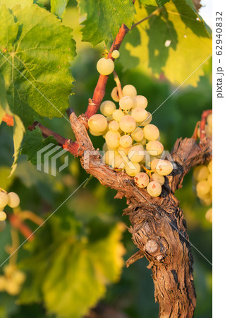 white grapes on a bright sunny day in a vineyard in Salento, Apulia, Italy, space for text 62940832