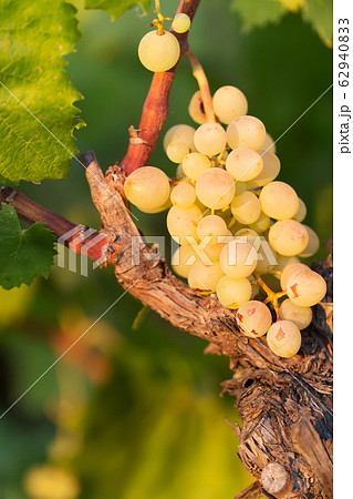 white grapes on a bright sunny day in a vineyard in Salento, Apulia, Italy, space for text 62940833