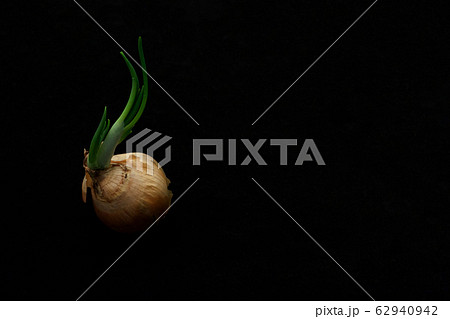 Sprouting onion isolated on black background close Sprouting onion isolated on black background close 62940942