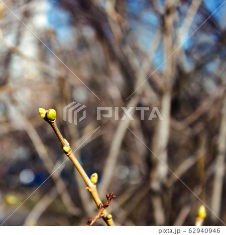 Lilac bud, twigs, city landscape natural blue sky Lilac bud, twigs, city landscape natural blue sky 62940946