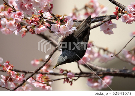 桜とヒヨドリ 桜とヒヨドリ 62941073