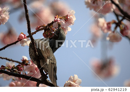 桜とヒヨドリ 桜とヒヨドリ 62941219