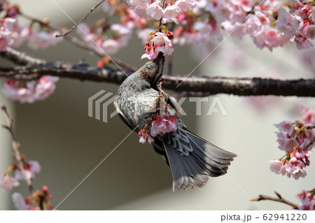 桜とヒヨドリ 62941220