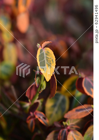 Wintercreeper Emerald and Gold Wintercreeper Emerald and Gold 62941496