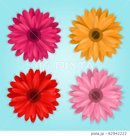 vector collection of colored realistic gerbera flowers on blue background 62942222