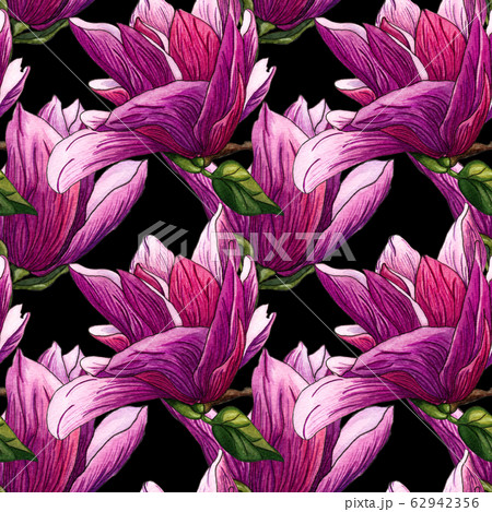 Watercolor seamless pattern of pink Magnolia 62942356