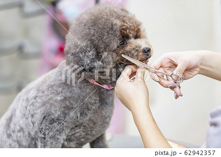 トリミングをする女性 62942357