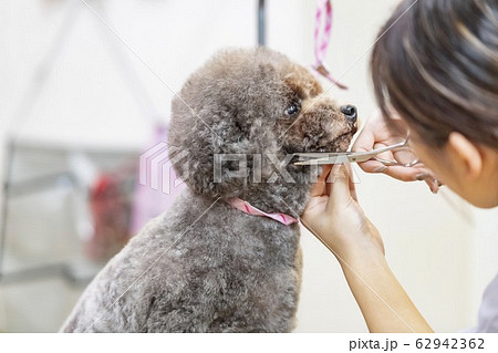 トリミングをする女性 62942362