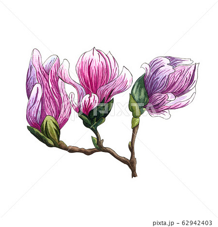Watercolor illustration of pink Magnolia flowers. Watercolor illustration of pink Magnolia flowers. 62942403
