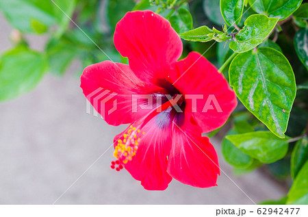 Red hibiscus flower in tropical garden. Floral background.  62942477