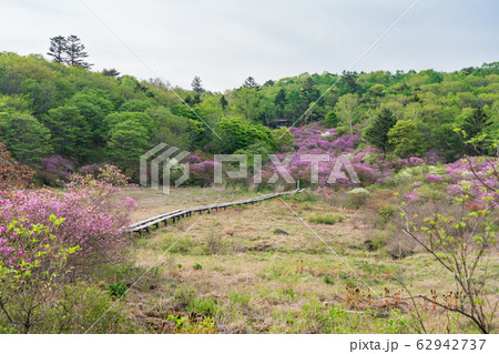栃木県鹿沼市 横根高原 井戸湿原 5月 の写真素材
