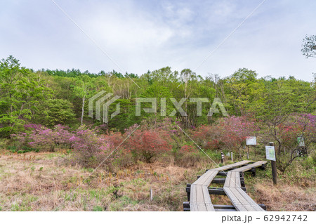 栃木県鹿沼市　横根高原　井戸湿原　（5月） 62942742