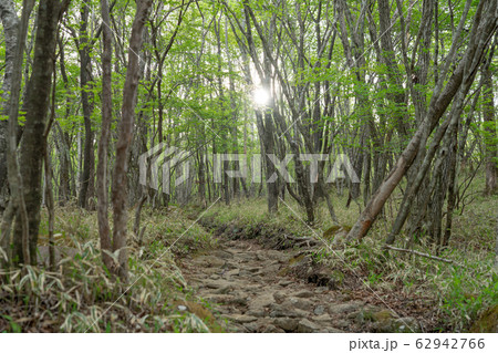 栃木県鹿沼市　横根高原　（5月） 62942766