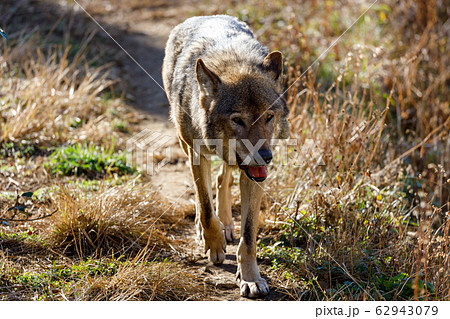 多摩動物公園 タイリクオオカミ ハイイロオオカミ の写真素材