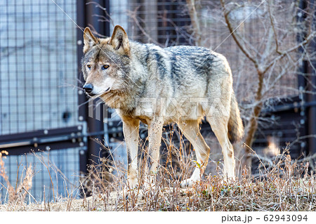 多摩動物公園 タイリクオオカミ ハイイロオオカミ の写真素材