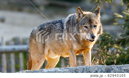 多摩動物公園 タイリクオオカミ ハイイロオオカミ の写真素材