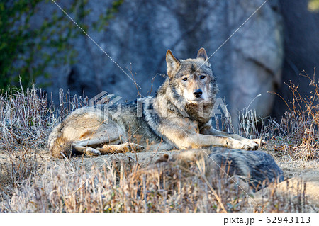 多摩動物公園 タイリクオオカミ ハイイロオオカミ の写真素材