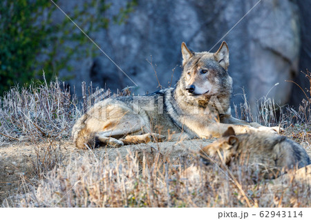 多摩動物公園 タイリクオオカミ ハイイロオオカミ の写真素材
