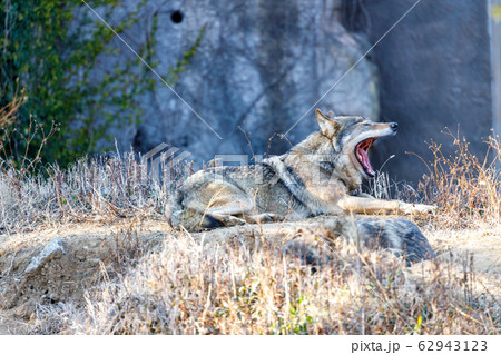 多摩動物公園,タイリクオオカミ(ハイイロオオカミ) 62943123