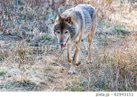 多摩動物公園,タイリクオオカミ(ハイイロオオカミ) 62943151