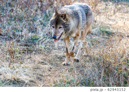 多摩動物公園,タイリクオオカミ(ハイイロオオカミ) 62943152