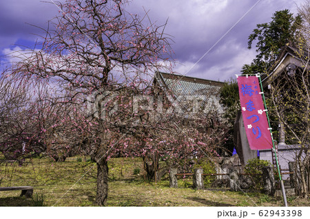 （神奈川県）曽我中河原梅林　瑞雲寺 62943398