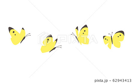 飛ぶ蝶 飛ぶ蝶 62943413