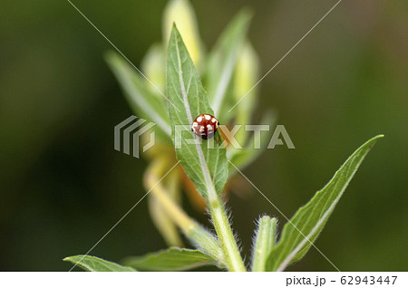 アカイロトリノフンダマシ 62943447