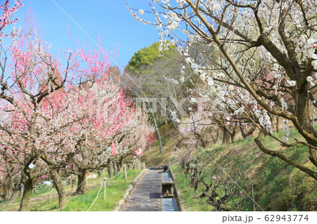 梅林 白梅の花 梅林 白梅の花 62943774