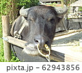 水牛 62943856
